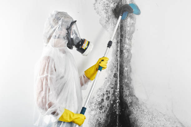 Best Mold-Related Health Consultation  in Tyrone, PA